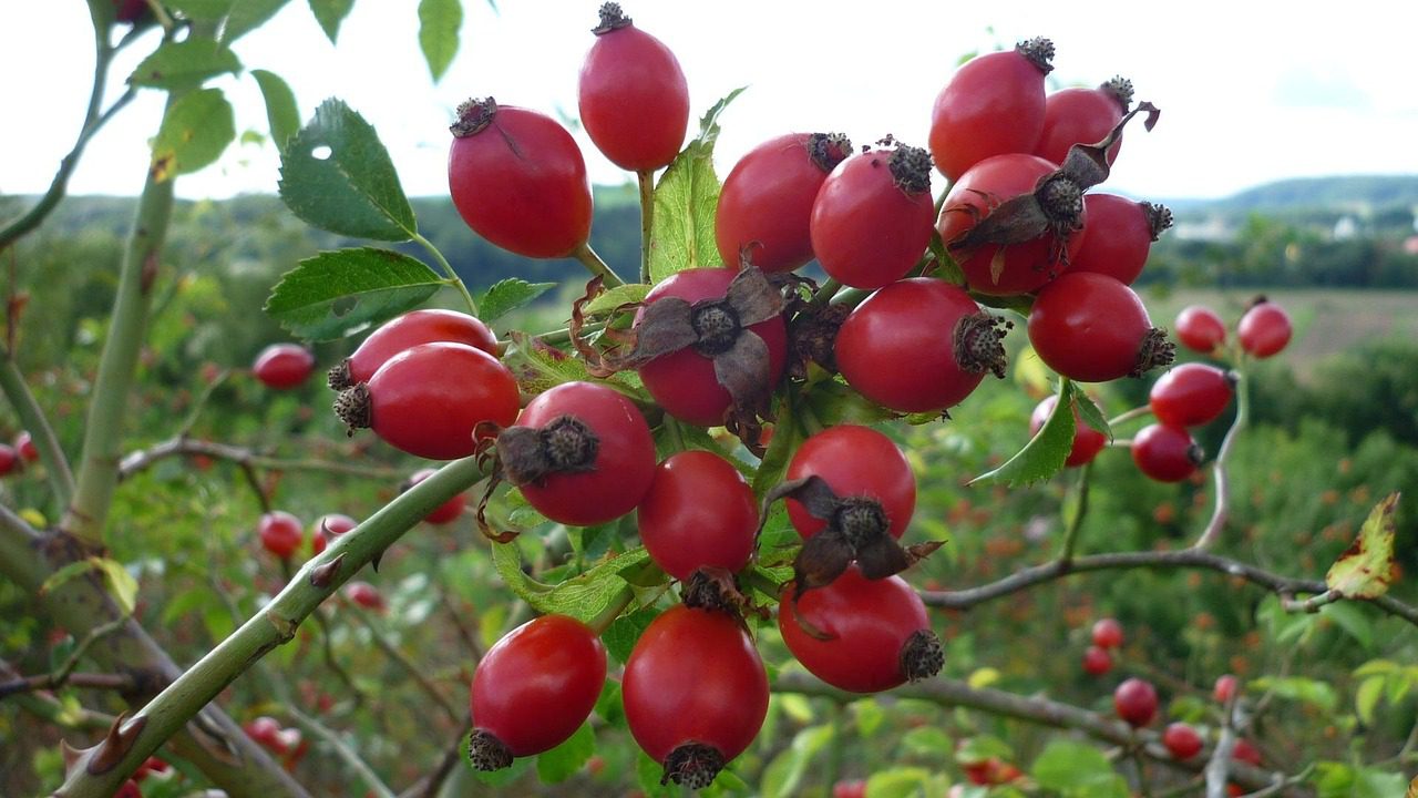 jurgko rose hip