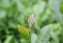 li zheng mao tieguanyin