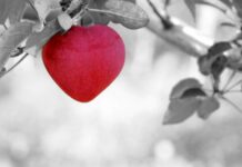 ronymichaud apple