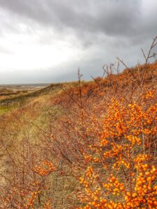 wegbegleiter sea buckthorn